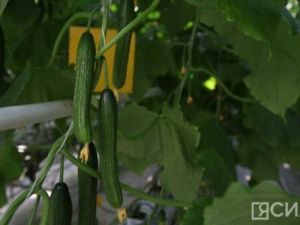 Как повысить урожайность огурцов: 10 простых советов