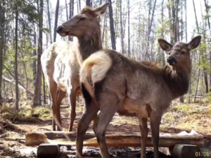 Дикая природа Якутии: редкое фото изюбров в национальном парке «Ленские столбы»