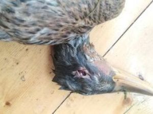 НА ХАТЫНГ-ЮРЯХЕ РАССТРЕЛЯЛИ УТОК