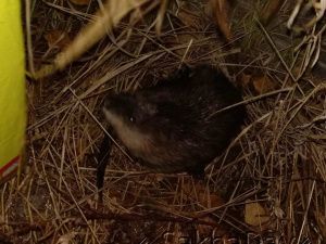 У здания ФСБ в Якутске была замечена огромная крыса