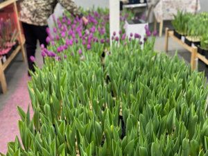 К 8 Марта: семья из Бердигестяха вырастила 5000 тюльпанов редких сортов в суровом климате Якутии