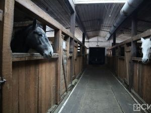 Лошади клуба «Золотая подкова» в Мархе могут не пережить эту зиму