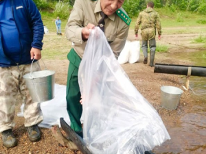 На Чернышевском рыбоводном заводе на 2024 год заготовлено 45 млн икринок для зарыбления