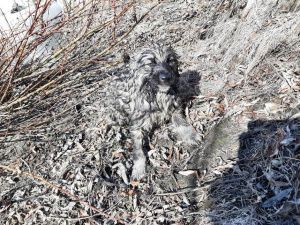 На реке Алдан спасли щенка, упавшего в воду