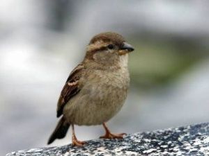 Эксперты: воробьям в Якутии не грозит массовое вымирание из-за 50-градусных морозов