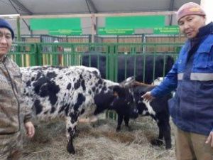 На ВДНХ представят коров и лошадей якутской породы