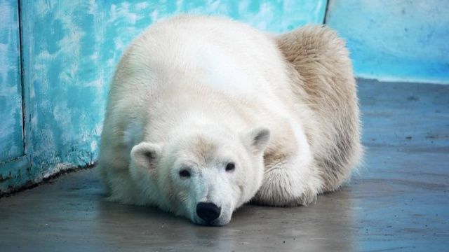 Медведица Аяна, спасенная рыбаками в Якутии, поселилась в зоопарке Нижнего Новгорода