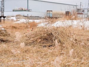 В Якутске объявлена масштабная акция по расчистке городских озёр от камыша и сухостоя — управы проводят субботники