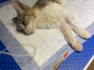 Якутские ветеринары спасли кота по кличке Мяу. Он проглотил поролон и клипсу от колбасы