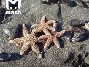 На Камчатке произошла массовая гибель морских животных