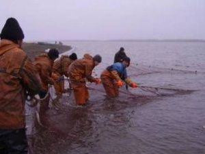 В Якутии в год добывается пять тысяч тонн рыбы