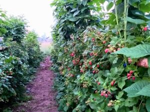 Жительница Сунтарского района разбила на своём участке малиновую плантацию