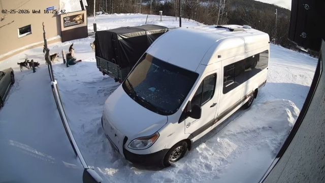 Председатель СК России потребовал доклад по делу о нападении стаи собак на женщину в Нерюнгри