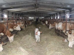 В Якутии в 2024 году финансирование госпрограммы развития сельского хозяйства увеличено до 14,9 млрд рублей