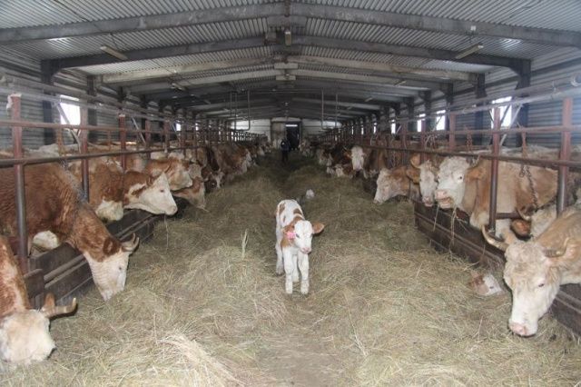 В Якутии в 2024 году финансирование госпрограммы развития сельского хозяйства увеличено до 14,9 млрд рублей