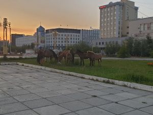 Табун лошадей, облюбовавший центр Якутска, задержан