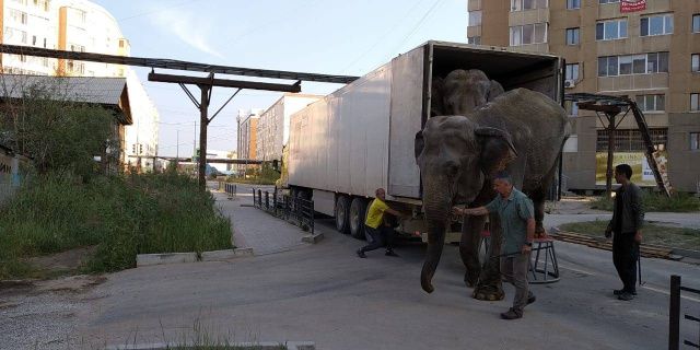 «Спаси животных — закрой жестокий цирк». В Якутии собирают подписи за отмену шоу с участием диких животных