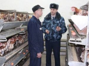 В исправительных учреждениях развивается подсобное хозяйство