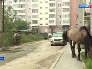 ОТР: В Якутске нашли способ бороться с «темными лошадками»