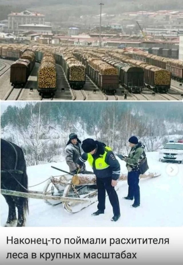 Якутянина осудили за спиленные на дрова лиственницы, конфисковали трактор, бензопилу и 12 кубометров дров