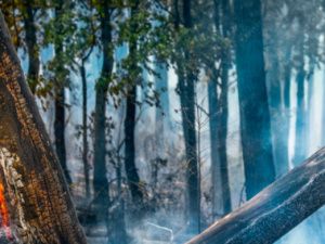 Неисправный мотоцикл стал причиной пожара в лесу: Местный житель возместит 600 тысяч за нарушение правил пожарной безопасности