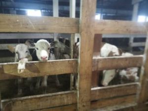 Прокуратура начала проверку в агрофирме "Немюгю"