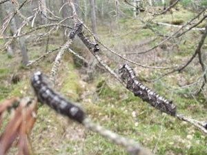 Якутию захлестнули природные напасти, или "Десять казней египетских"