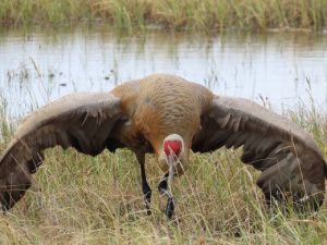 «Не рыжий я, а золотой!» В Якутии засняли самую древнюю птицу в необычном оперении