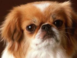 Якутянин украл у собутыльницы породистую собаку в подарок жене!