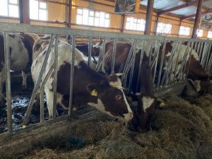 В Чурапчинском улусе началась апробация проекта Агентства по развитию сельского хозяйства