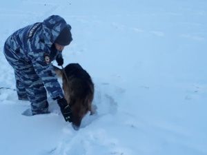 Служебная овчарка Рекс помогла раскрыть кражу велосипеда