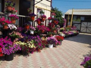 В Якутске продолжается конкурс на лучшее озеленение «Зеленый кубок  столицы»