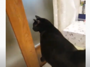 Суровый якутский кот ходит в туалет на улицу в 52-градусный мороз