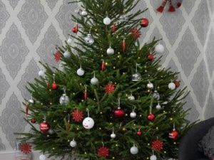 Успей купить настоящую живую елку!