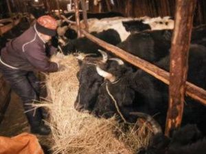 Власти Якутии направят свыше 100 миллионов рублей на поддержку начинающих фермеров