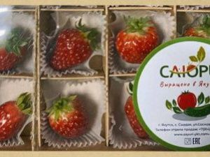 В декабре завершат третью очередь тепличного комплекса «Саюри». Кроме помидоров и огурцов, там выращивают клубнику