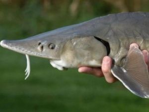 Жителей Якутии, незаконно выловивших двух осетров, суд обязал возместить ущерб в 320 тысяч рублей