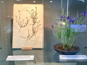 В Якутском музее выставили гербарии, собранные в 1913-1917 годах Ярославским