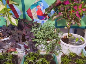 Пенсионерка из Якутии вырастила и собрала огурцы в апреле