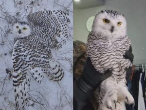 В Усть-Алданском районе спасли обессиленную полярную сову