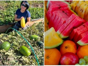 Сочные и хрустящие: жительница Якутска выращивает арбузы на своем участке