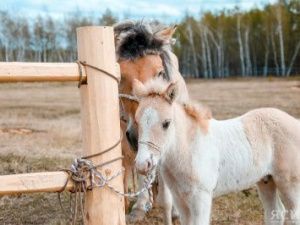 В Якутии к новому сезону готовятся 355 сайылыков