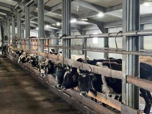 Кирилл Бычков: «На заготовку молока правительство республики направляет в 2024 году более 3,5 млрд рублей»