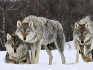 Сезон охоты на волков в Якутии закрыт