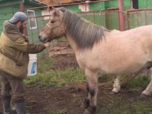 Британец отправится в кругосветку на лошадях якутской породы