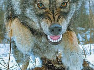 С 1990 года численность волков в Якутии выросла в два раза