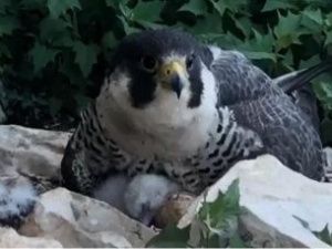 Краснокнижний сокол-сапсан обнаружен в природном парке «Синяя»