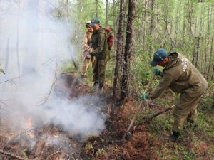 За прошедшие сутки ликвидировано 5 лесных пожаров