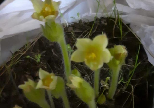 Фотофакт: в доме жителя Усть-Алданского района в декабре зацвели подснежники