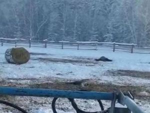 СМИ: В Якутии из-за гранулированного сена погибли несколько лошадей